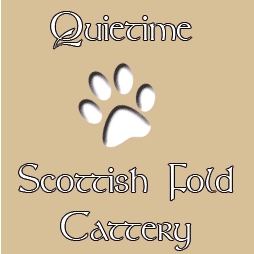 Scottish Fold Cattery